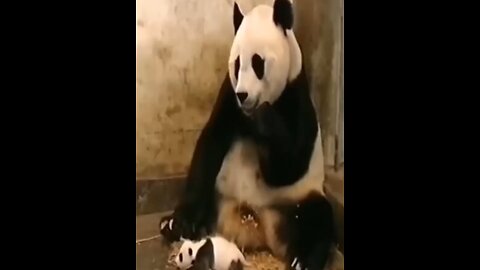 Funny animals video