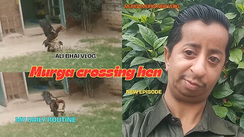 Aseel murga crossing hen || aseel muga murgi ko cross karte huy || hen ready for crossing