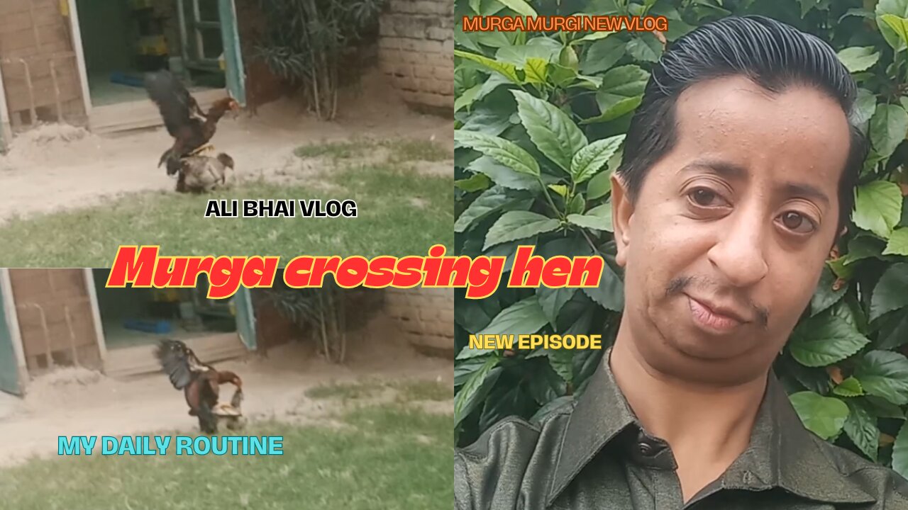 Aseel murga crossing hen || aseel muga murgi ko cross karte huy || hen ready for crossing