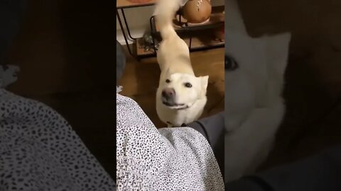 pets 😂