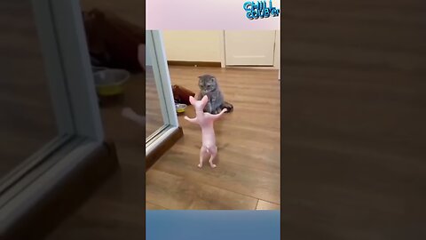 Funny cats are crazy