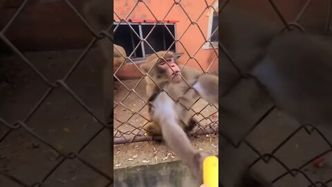 SATISFATORIO PRA QUE ISSO MONKEY #SHORTS