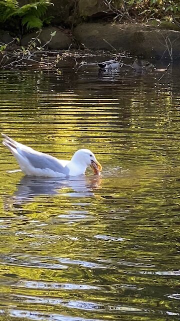 Seagull caught eating fish