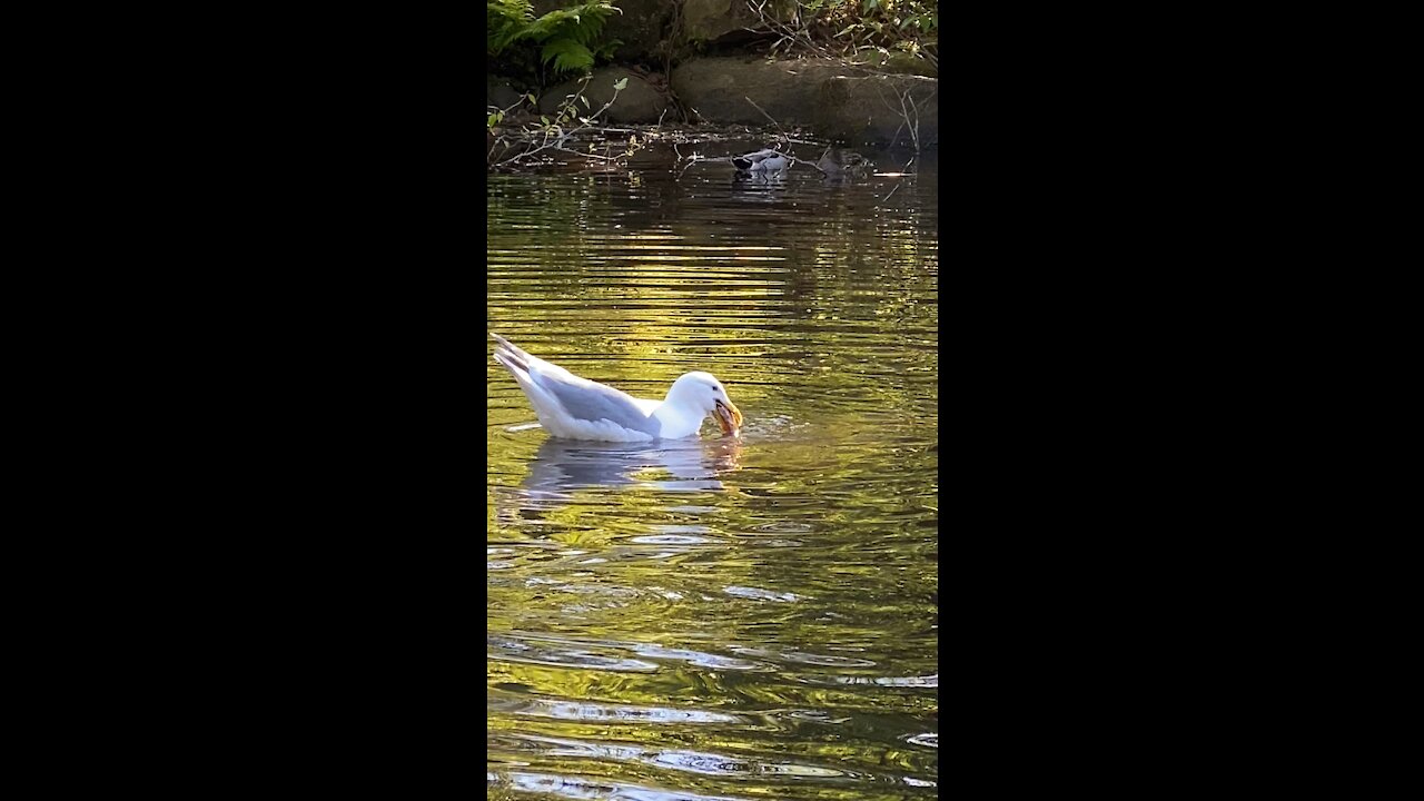 Seagull caught eating fish