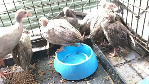 Moved guinea fowl keets to a new enclosure with the geese