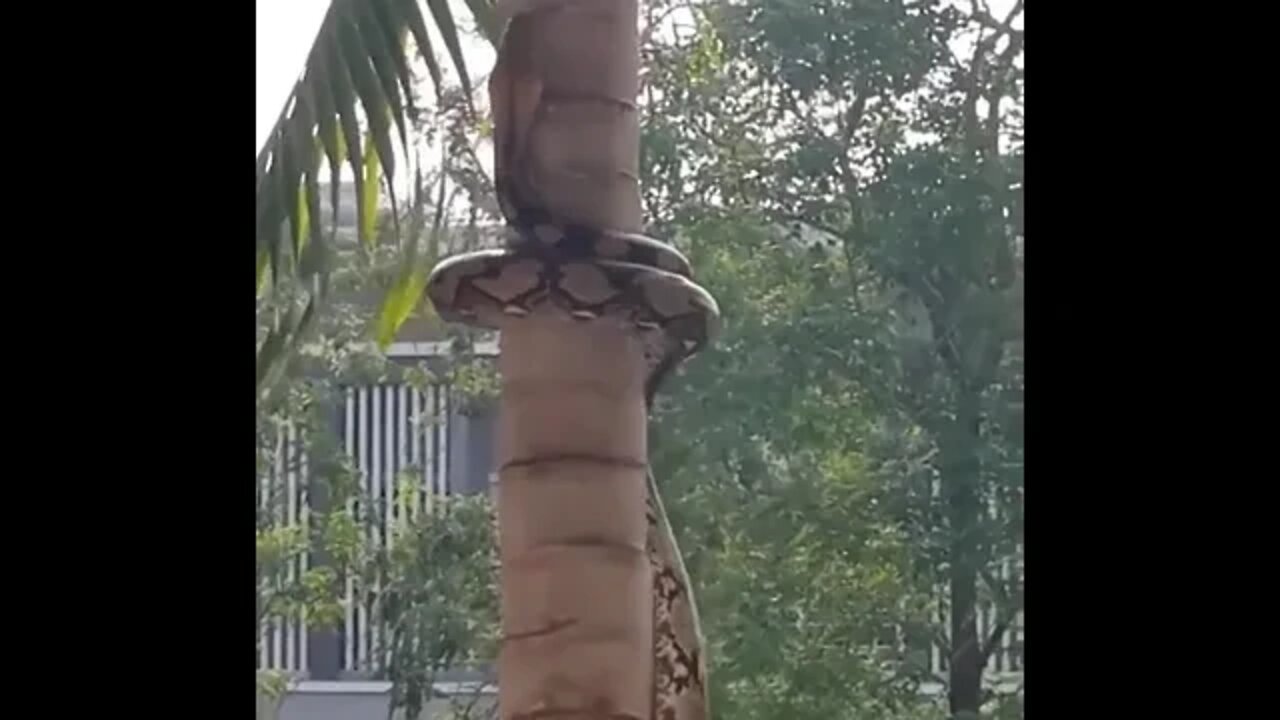 Reticulated Python climbing a coconut tree