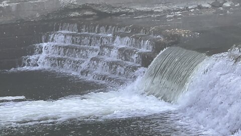 Salmon run Humber River 2022 edition 7