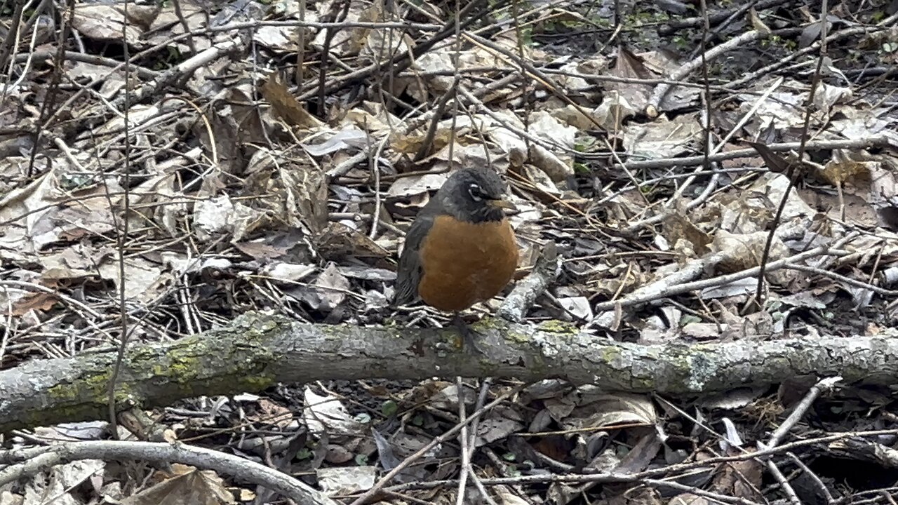 Robin wouldn't let me pass 😊