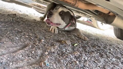 Customers dog helps me hook up car