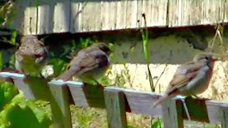 IECV NV #369 - 👀 Young House Sparrows Sitting On The Fence 🐥🐥🐥Enjoying The Sun 5-29-2017