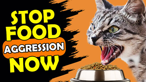 HOW TO STOP FOOD AGGRESSION IN KITTENS?