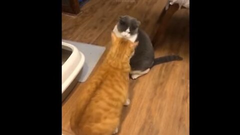 Hilarious Cat and Dog Moments That Will Make Your Day