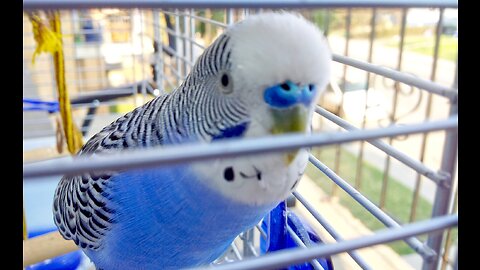 Elly The Budgie on the balcony 20180505