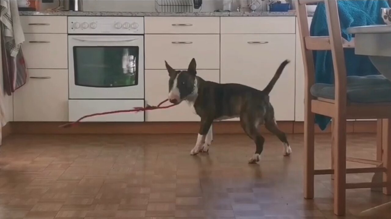 Bull Terrier Shows He Would Be A Great Rodeo Cowboy