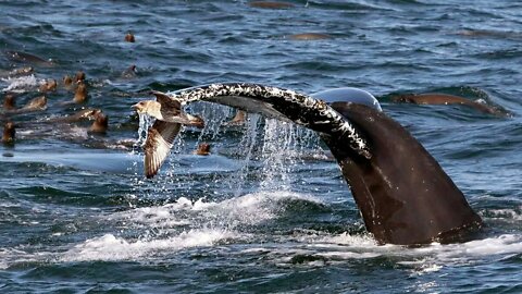 FISH RAINING FROM SKY IN SAN FRANCISCO