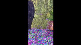 Glow Light Tetra Fish 2