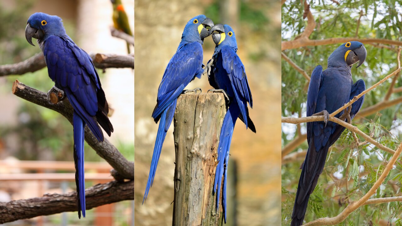 hyacinth macaw