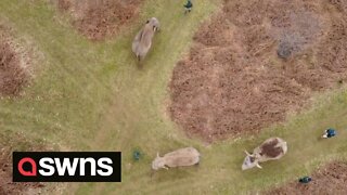 Stunning footage shows Asian elephant family at their 500-acre woodland home