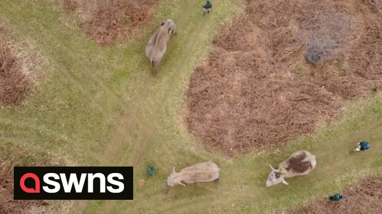 Stunning footage shows Asian elephant family at their 500-acre woodland home