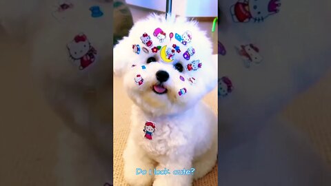 Cutest puppy !! #entertainment #support #likeandshare #cute #puppylove #animal #shorts