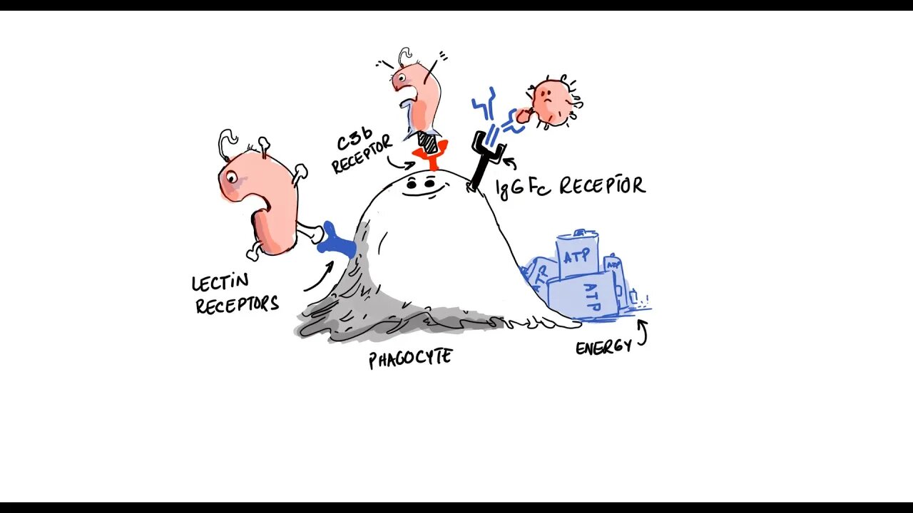 Chronic Inflammation - Pathogen Killing - Phagocytosis (Lecture 2)