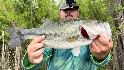 PUNCHING THICC CATTAILS FOR BIG BASS