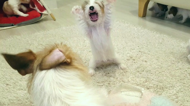 Jack Russell father's first encounter with his puppies