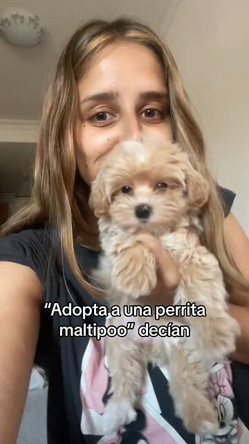 "Adopt a Maltipoo puppy" they said 😂