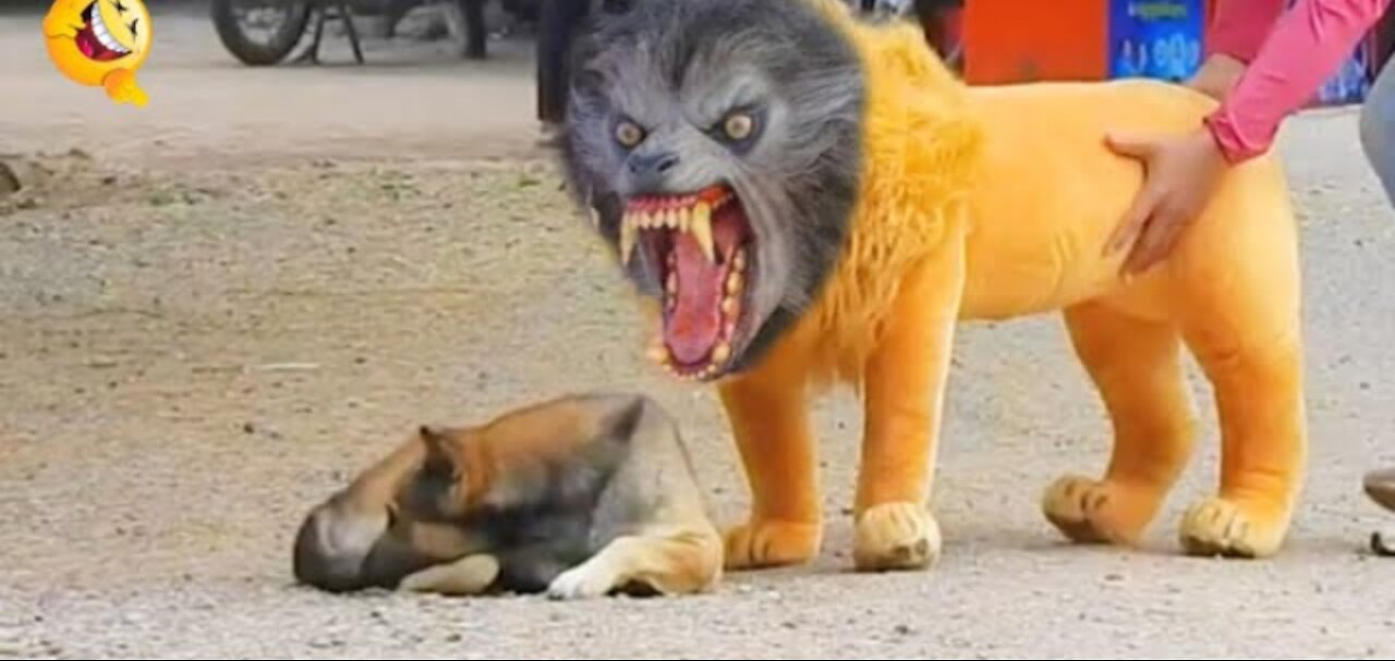 Troll prank dog funny/ fake lion/fake tiger prank & huge box prank to doge