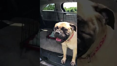 Teaching puppies to load in car #bullmastiffpuppy #bullmastiff #lonelycreek