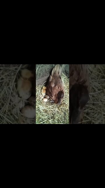 Two ducklings just hatched