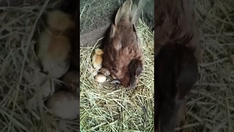 Two ducklings just hatched