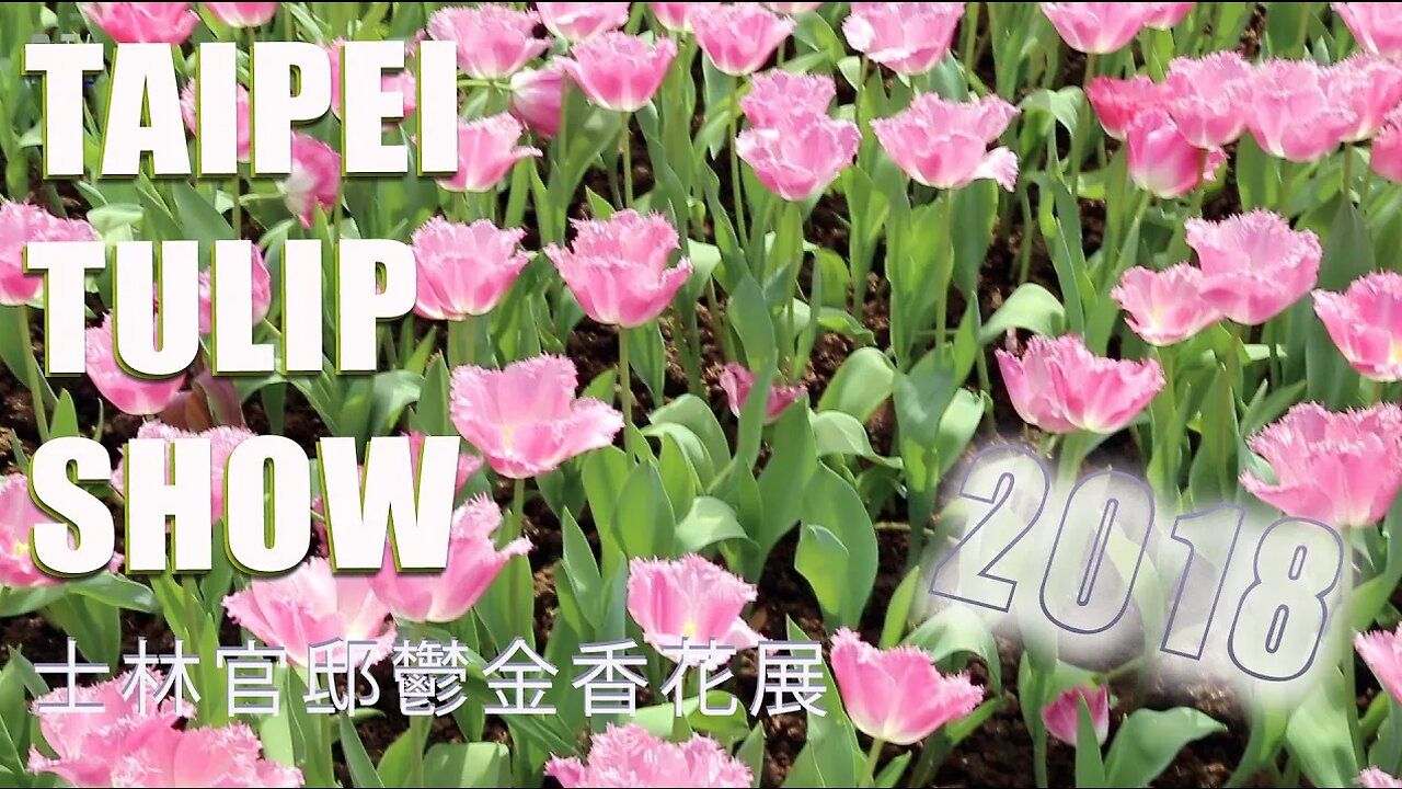 The 2018 CKS Shilin Residence Tulip Show 2018士林官邸鬱金香花展