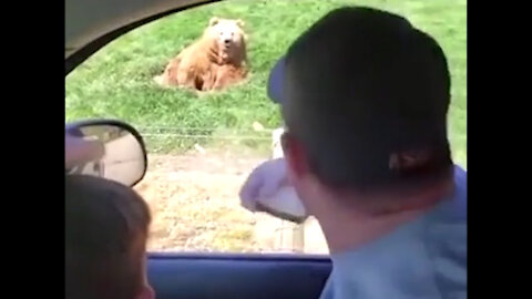 The bear picked up food from a distance-no way