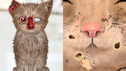 ASMR An injured cat survival and treatment animation