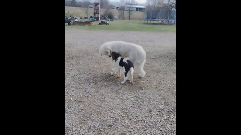 Mother and daughter doggies play together.