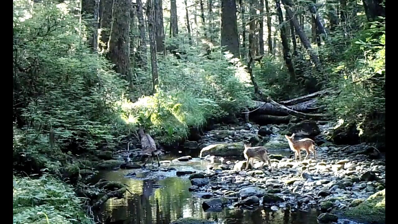 A Creek in the Timber, June 16 to July 2