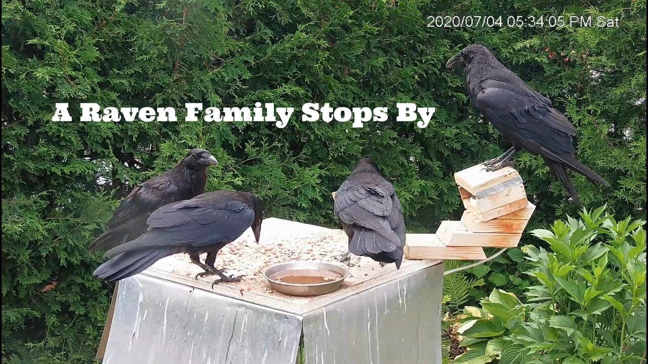 A Raven Family Stops By For A Snack