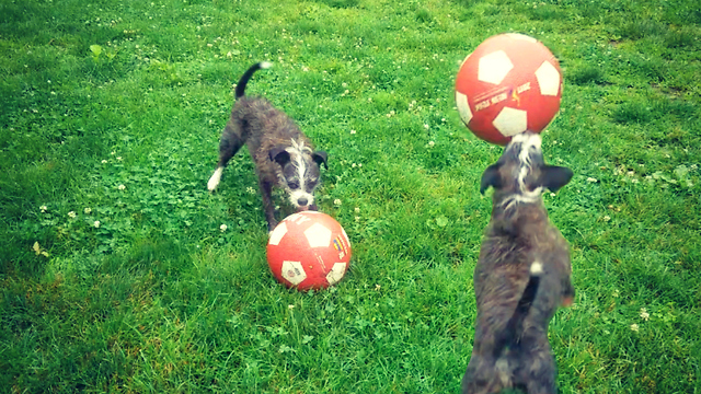 Dog shows off insane soccer skills