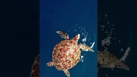 Какая красота!!!! / What a beauty!!! / turtle #NatureShortsVideo #turtle