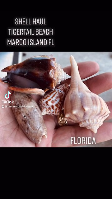 I might have collected too *much 😮