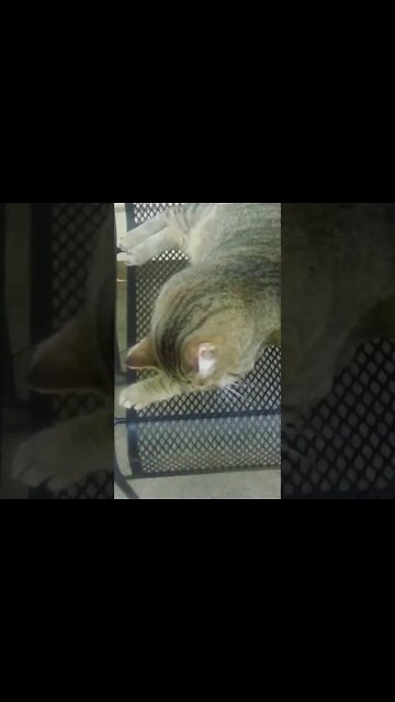 My fast ¶U$$¥ puππz