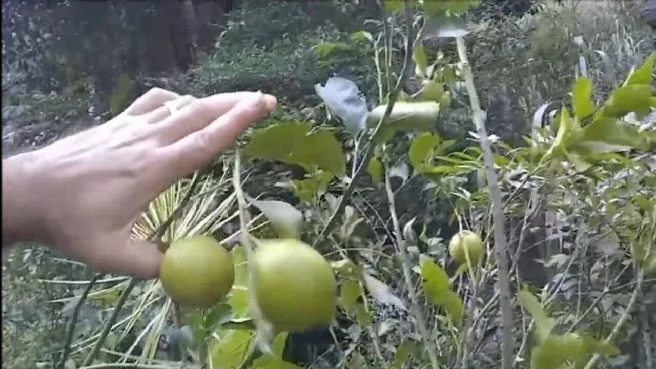 preços de frutíferas com frutos em Niterói RJ