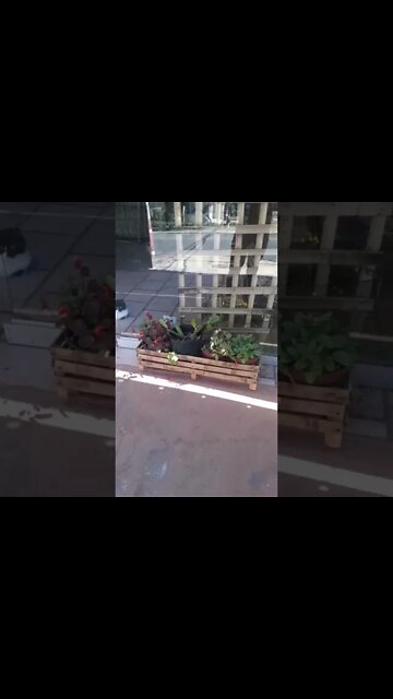 vaso de bambu,#shorts