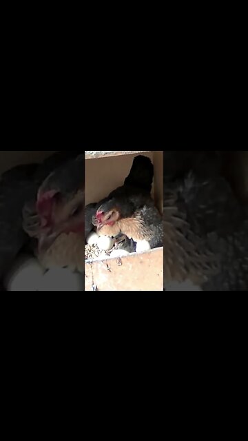 BABY CHICKS: Chicken's first hatchling