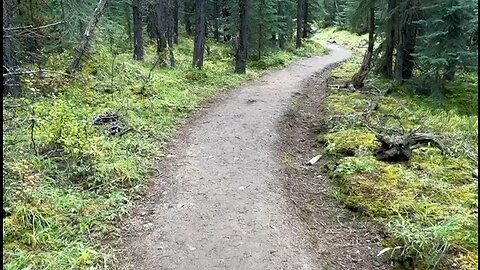 Moose bull in Moose Lake Loop. Watch to the end