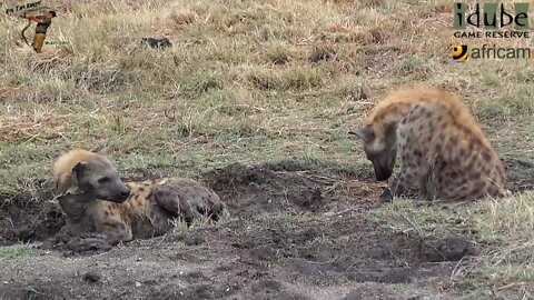 Spotted Hyena Mudbath