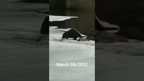 Magical moment in nature. I take my dog to the park in the morning. Beaver by the Dam Hinckley MN