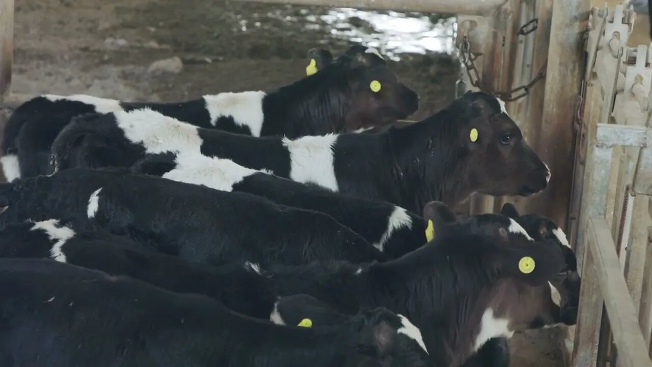 Young newborn calves in cages in a dairy farm 3