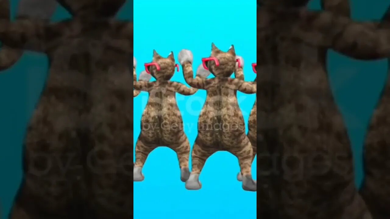 বিড়াল যখন মনের দুঃখে নৃত্য করে।
